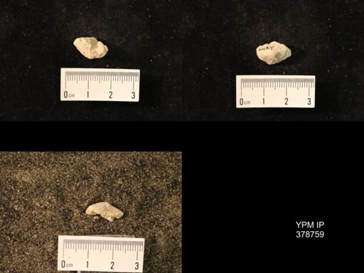 Marginifera wabashensis