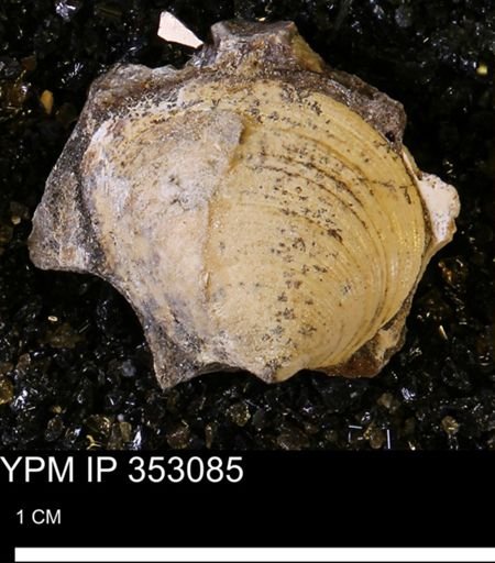 Limopsis striatopunctatus