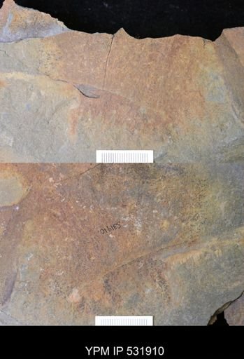 undet. Arthropoda
