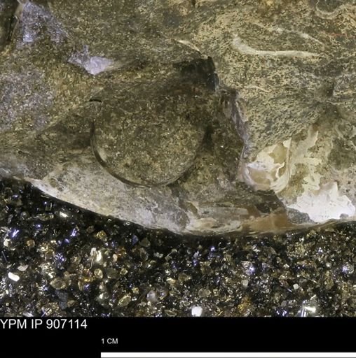 undet. Mollusca