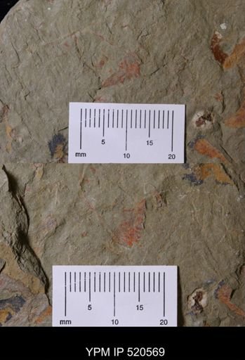 undet. Stylophora
