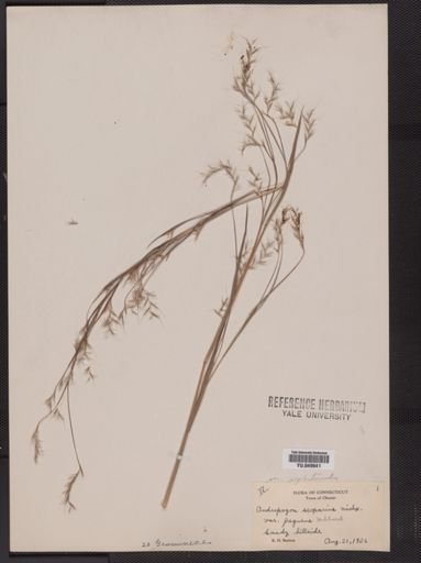 Andropogon scoparius