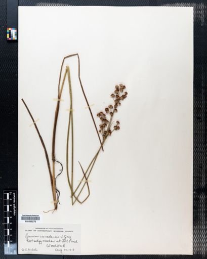 Juncus canadensis