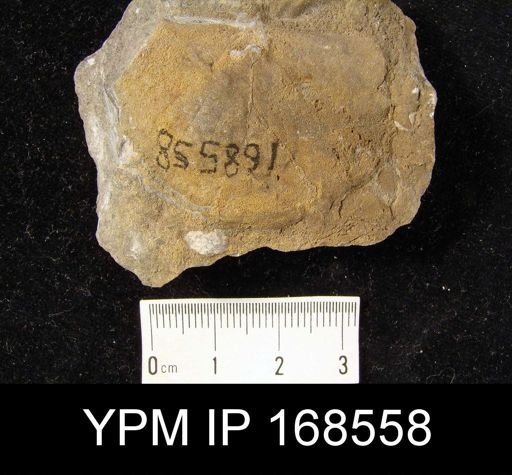 Stropheodonta sp.