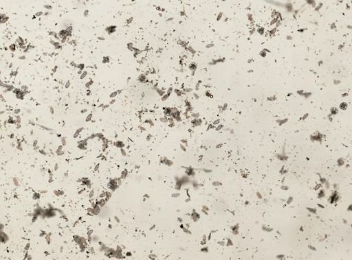 Holothuroidea