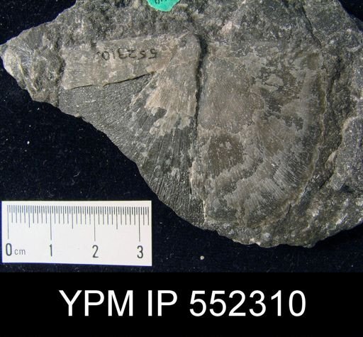 Leptostrophia planulata