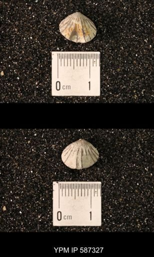Camarotoechia whitei