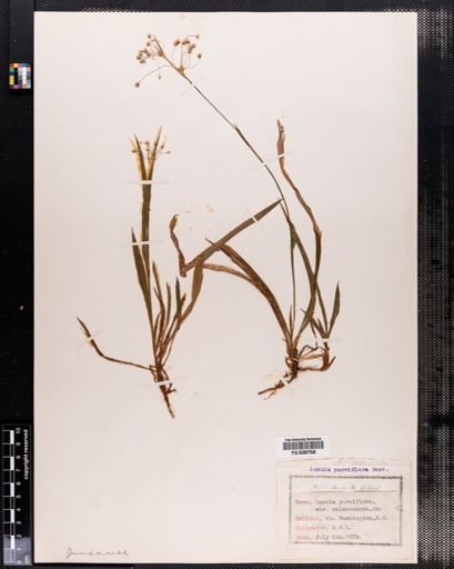 Luzula parviflora