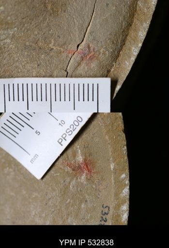 undet. Xiphosurida