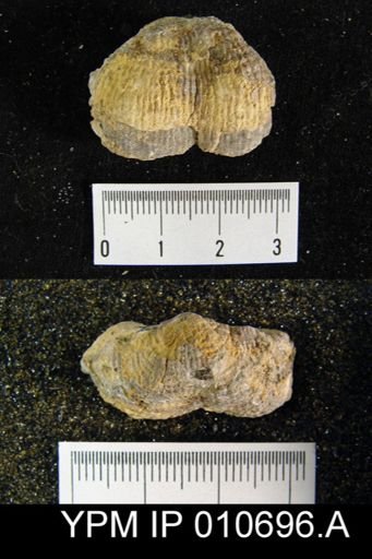 Productus semireticulatus hermosanus