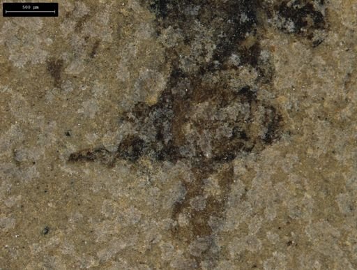 taxon undetermined