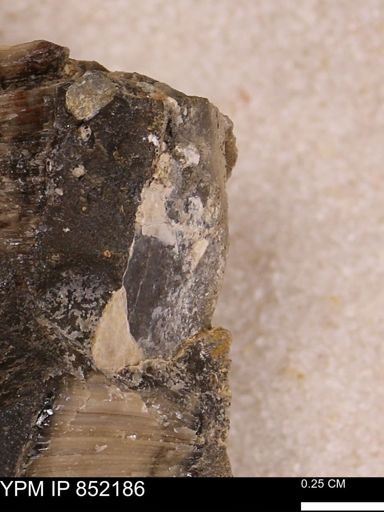 undet. Bivalvia