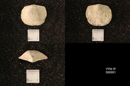 Dinorthis subquadrata