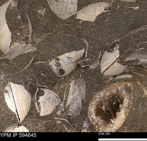 Protocardia sp.