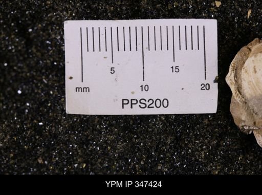 Limopsis striatopunctatus