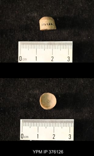 Pseudorthoceras knoxense