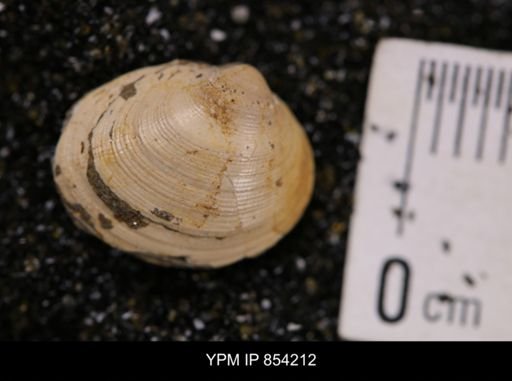 Limopsis striatopunctatus