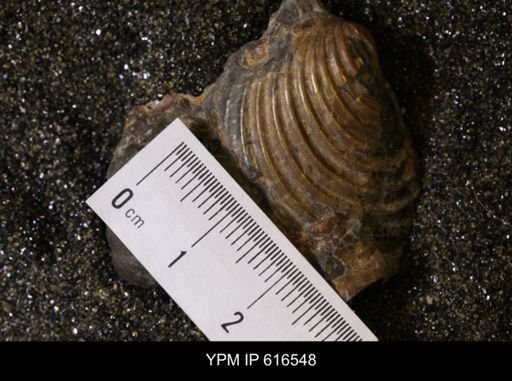 Inoceramus crippsii barabini