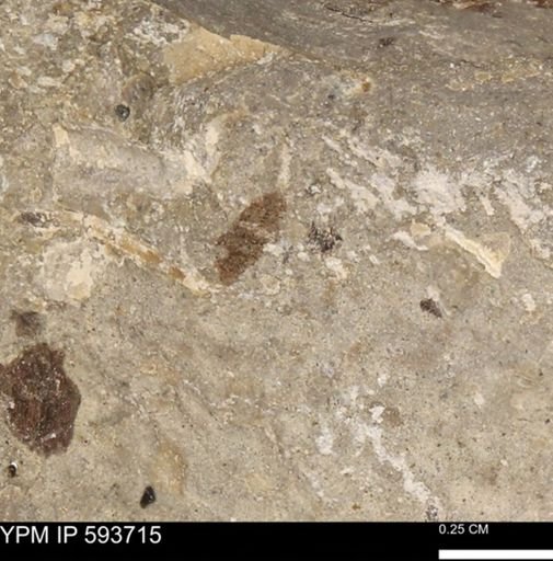 Baculites sp.