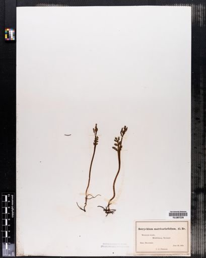 Botrychium