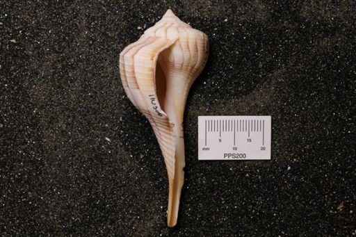 Sinistrofulgur perversum