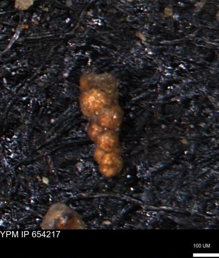 Verneuilinoides hectori