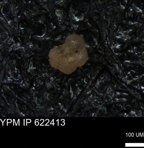 undet. Foraminiferida