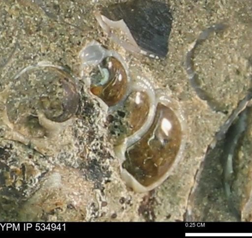 undet. Gastropoda