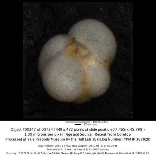 Globigerina bulloides