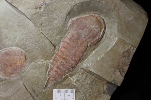 Tremaglaspis sp.