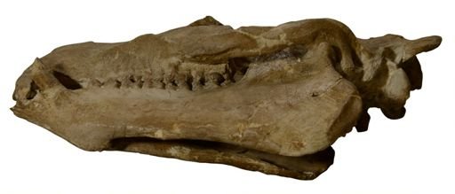 Agriochoerus antiquus