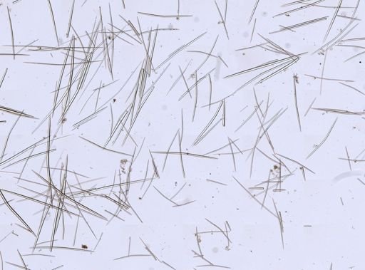 Halichondria
