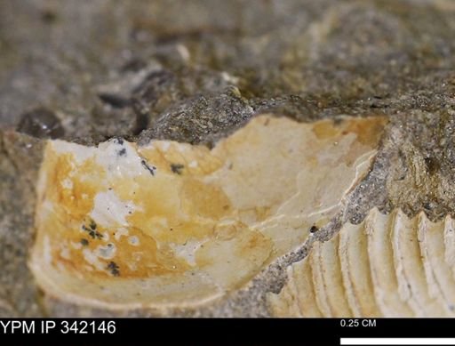 undet. Scaphitidae