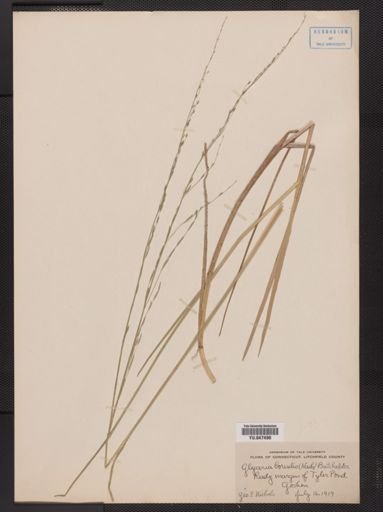 Glyceria borealis