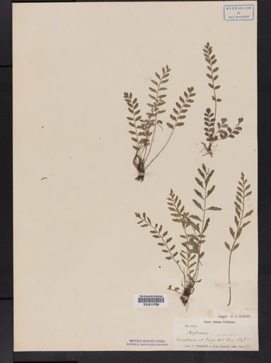 Asplenium