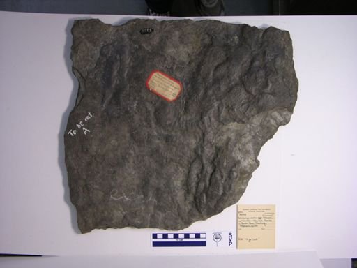 Anchisauripus exsertus