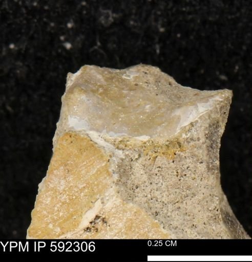 undet. Mollusca