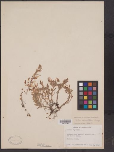 Sedum sarmentosum