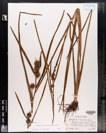 Sparganium chlorocarpum