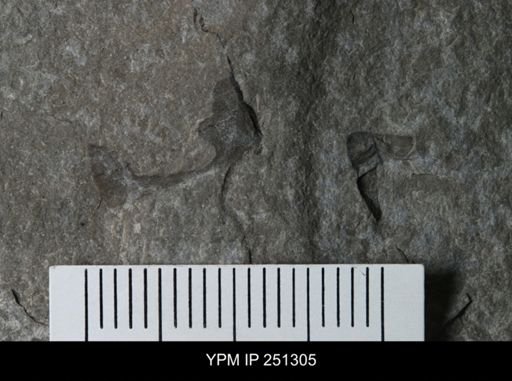 undet. Eurypterida
