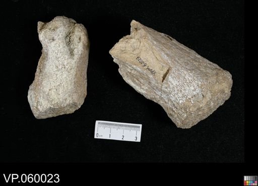 Protosphyraena sp.