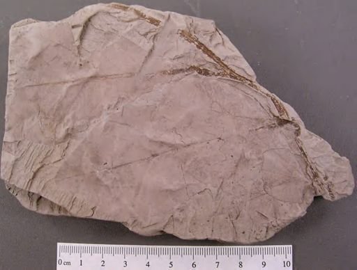 Diospyros primaeva