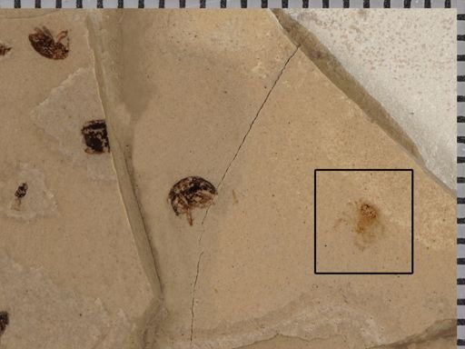 undet. Arachnida