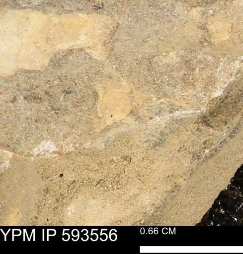 taxon undetermined