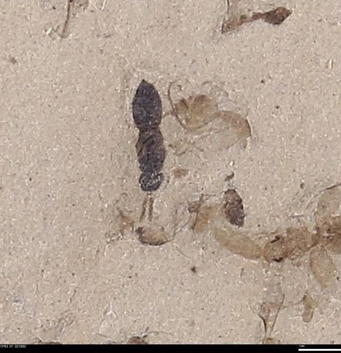 undet. Hymenoptera