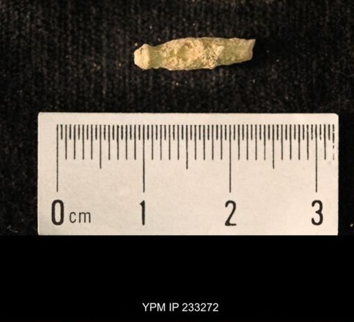 Archaeocidaris sp.