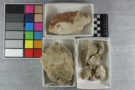 Hyaenodon horridus