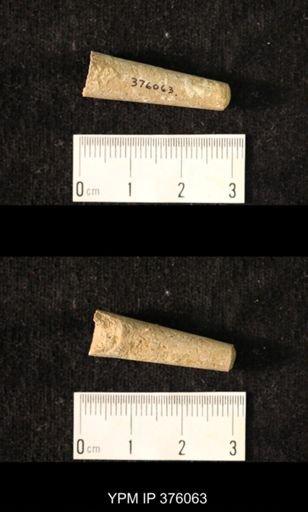 Pseudorthoceras knoxense