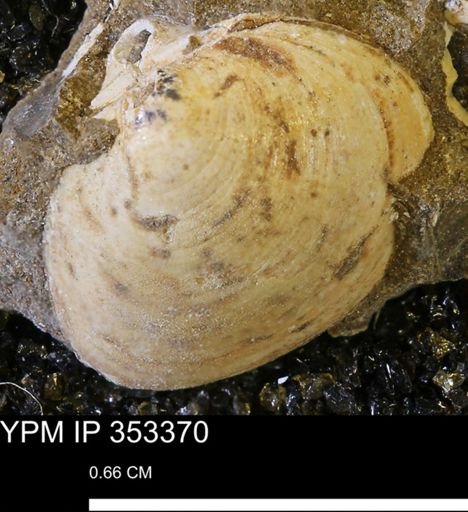 Limopsis striatopunctatus