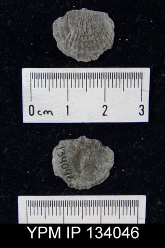 Tropidoleptus carinatus
